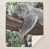 KOALA BÄRSCHLAFEN AUF BAUM SHERPADECKE (Vorderseite)