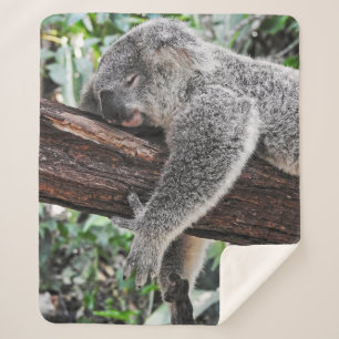 KOALA BÄRSCHLAFEN AUF BAUM SHERPADECKE