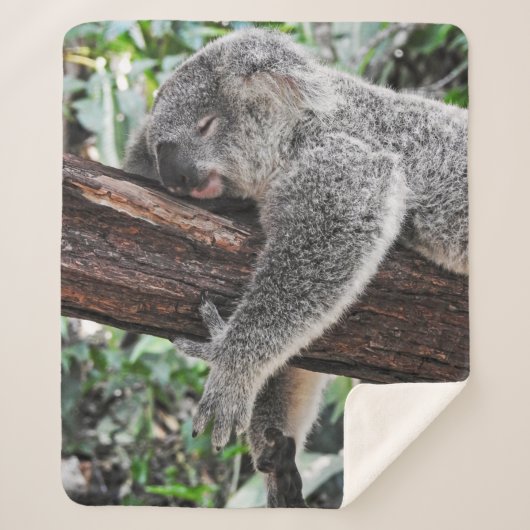 KOALA BÄRSCHLAFEN AUF BAUM SHERPADECKE (Vorderseite)