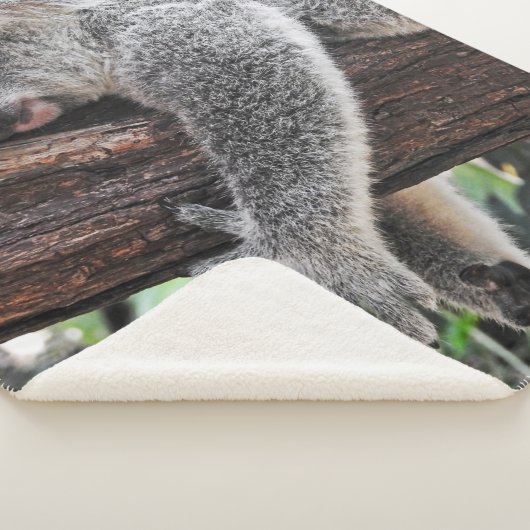 KOALA BÄRSCHLAFEN AUF BAUM SHERPADECKE (3/4)