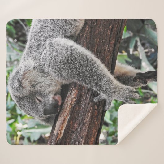KOALA BÄRSCHLAFEN AUF BAUM SHERPADECKE (Vorderseite (Horizontal))