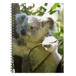 Koala Bear Aussi Safari Peace Liebe Nature Destiny Notizblock