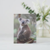Koala bear Aussie Outback Buschwald Klettern Postkarte (Stehend Vorderseite)