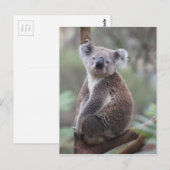 Koala bear Aussie Outback Buschwald Klettern Postkarte (Vorne/Hinten)