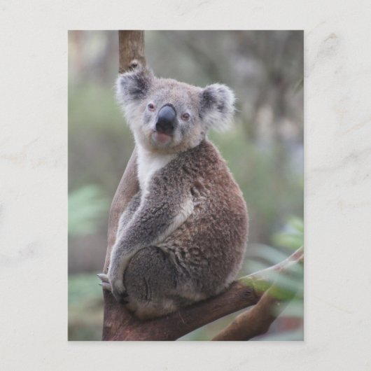 Koala bear Aussie Outback Buschwald Klettern Postkarte (Vorderseite)