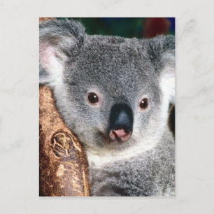 Koala Bear Australia Country Animal Niedlich Postkarte