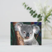 Koala Bear Australia Country Animal Niedlich Postkarte (Stehend Vorderseite)
