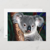 Koala Bear Australia Country Animal Niedlich Postkarte (Vorne/Hinten)