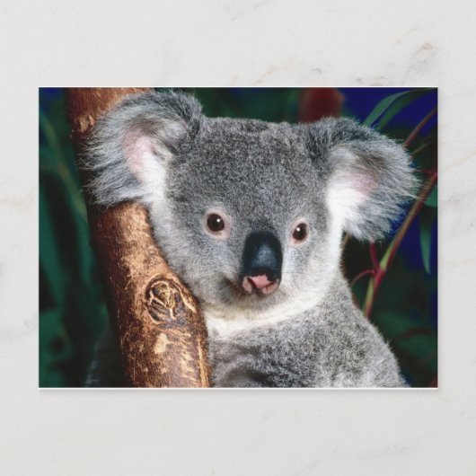 Koala Bear Australia Country Animal Niedlich Postkarte (Vorderseite)