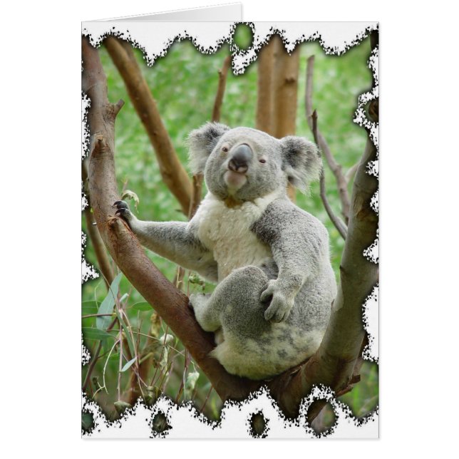 Koala Bear Card (Vorne)