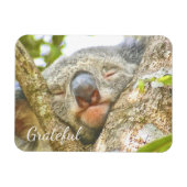 Koala Bear Dankbarkeit Magnet (Horizontal)