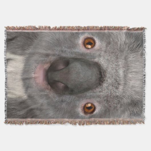Koala Bear Decke (Vorderseite)