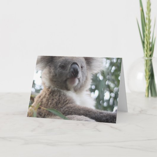 Koala Bear Facts Grußkarten Karte (Vorderseite)