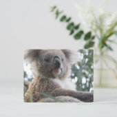 Koala Bear Fakten Postkarte (Stehend Vorderseite)