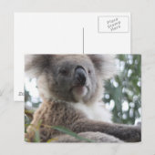 Koala Bear Fakten Postkarte (Vorne/Hinten)