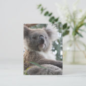 Koala Bear Fakten Postkarte (Stehend Vorderseite)