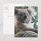 Koala Bear Fakten Postkarte (Vorne/Hinten)