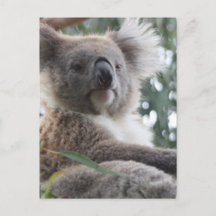 Koala Bear Fakten Postkarte