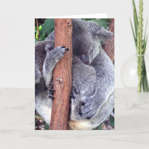 Koala Bear Familiengrüßkarten Karte
