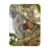 Koala Bear Foto Magnet (Vertikal)