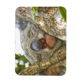 Koala Bear Foto Magnet