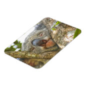 Koala Bear Foto Magnet (Linke Seite)