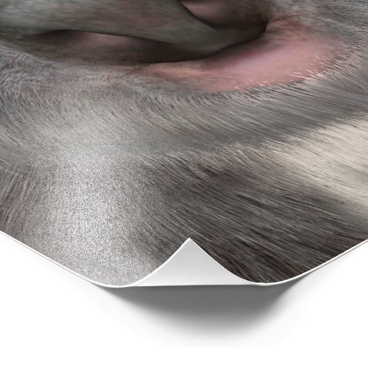 Koala Bear Fotodruck (Ecke)