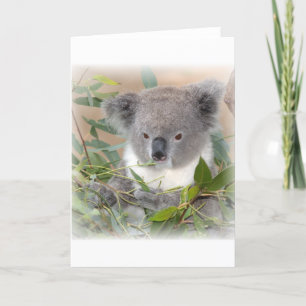 Koala Bear Grußkarte Karte