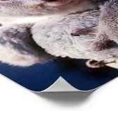 Koala Bear Holding a Koala Bear Poster (Ecke)