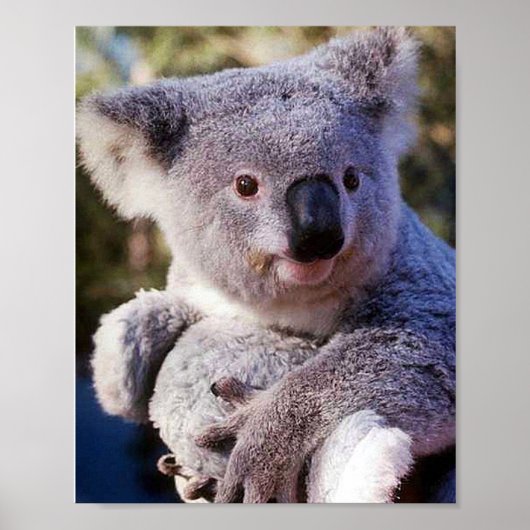Koala Bear Holding a Koala Bear Poster (Vorne)