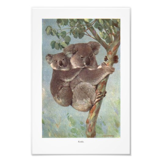 Koala Bear in Baumillustrierung Fotodruck (Vorne)