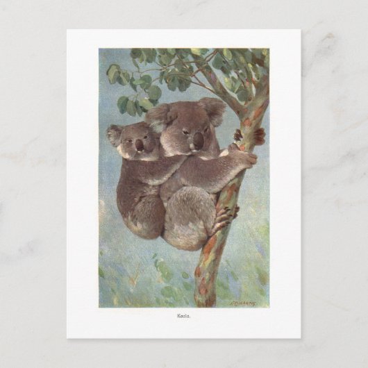 Koala Bear in Baumillustrierung Postkarte (Vorderseite)