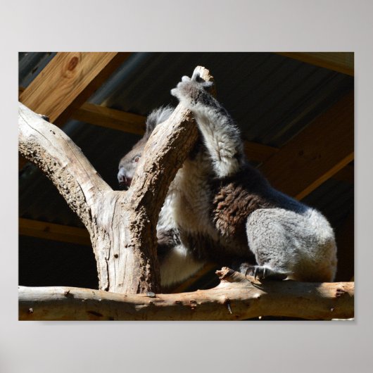 Koala Bear in Cubby House, Poster (Vorne)