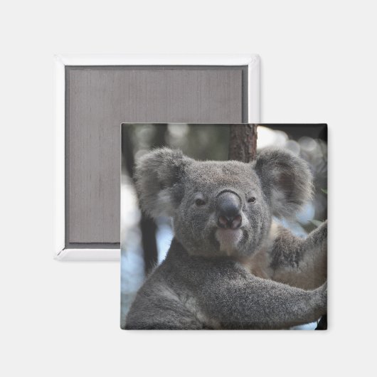 Koala Bear in Tree Magnet (Vorderseite/Rückseite)