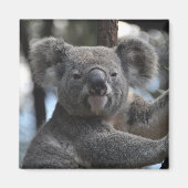 Koala Bear in Tree Magnet (Vorne)
