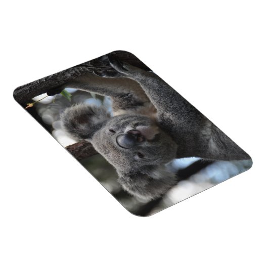 Koala Bear in Tree Magnet (Rechte Seite)