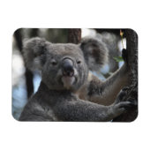 Koala Bear in Tree Magnet (Horizontal)
