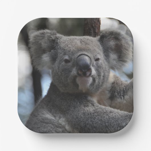 Koala Bear in Tree Pappteller (Vorderseite)