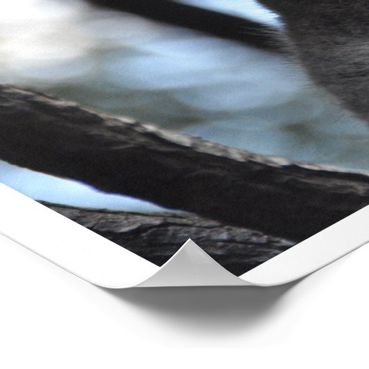 Koala Bear in Tree Poster (Ecke)