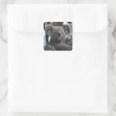 Koala Bear in Tree Quadratischer Aufkleber (Tasche)