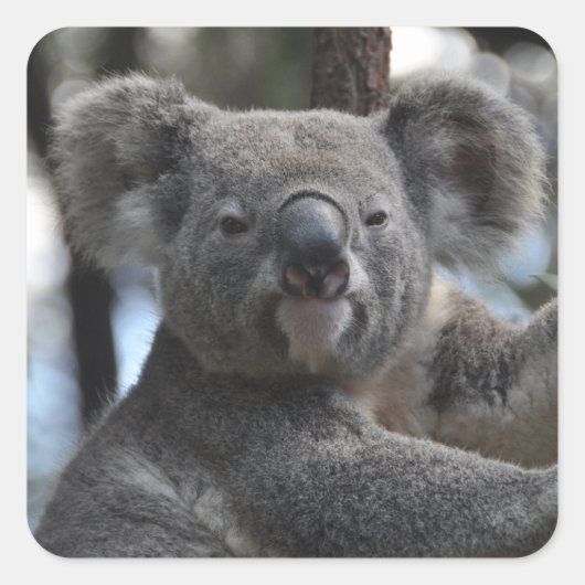 Koala Bear in Tree Quadratischer Aufkleber (Vorderseite)