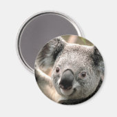 Koala Bear Kühlschrank Magnet (Vorderseite/Rückseite)