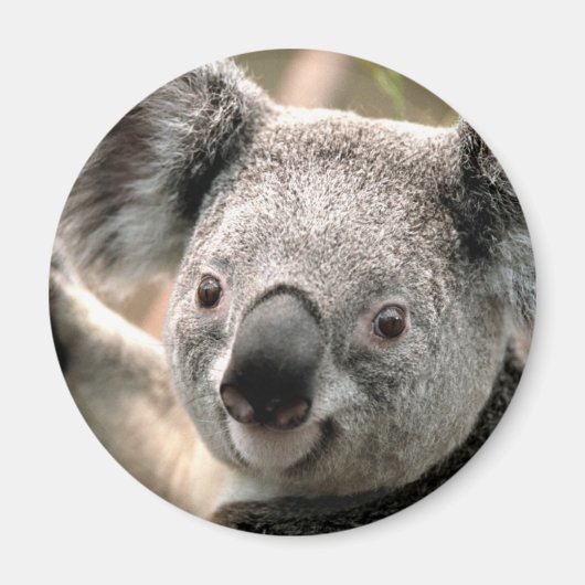 Koala Bear Kühlschrank Magnet (Vorne)