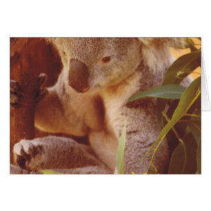 Koala Bear Liebe