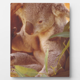 Koala Bear Liebe Fotoplatte