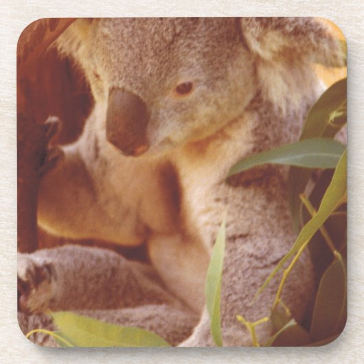 Koala Bear Liebe Getränkeuntersetzer (Vorderseite)