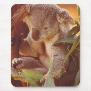 Koala Bear Liebe Mousepad