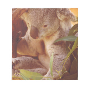 Koala Bear Liebe Notizblock