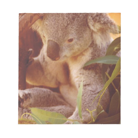 Koala Bear Liebe Notizblock (Vorderseite)