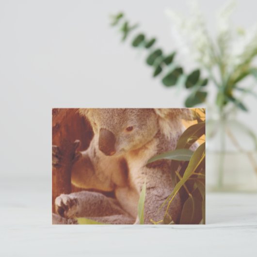 Koala Bear Liebe Postkarte (Stehend Vorderseite)